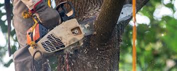 Kissimmee, FL Tree Care Services Company