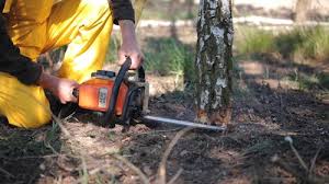 How Our Tree Care Process Works  in  Kissimmee, FL